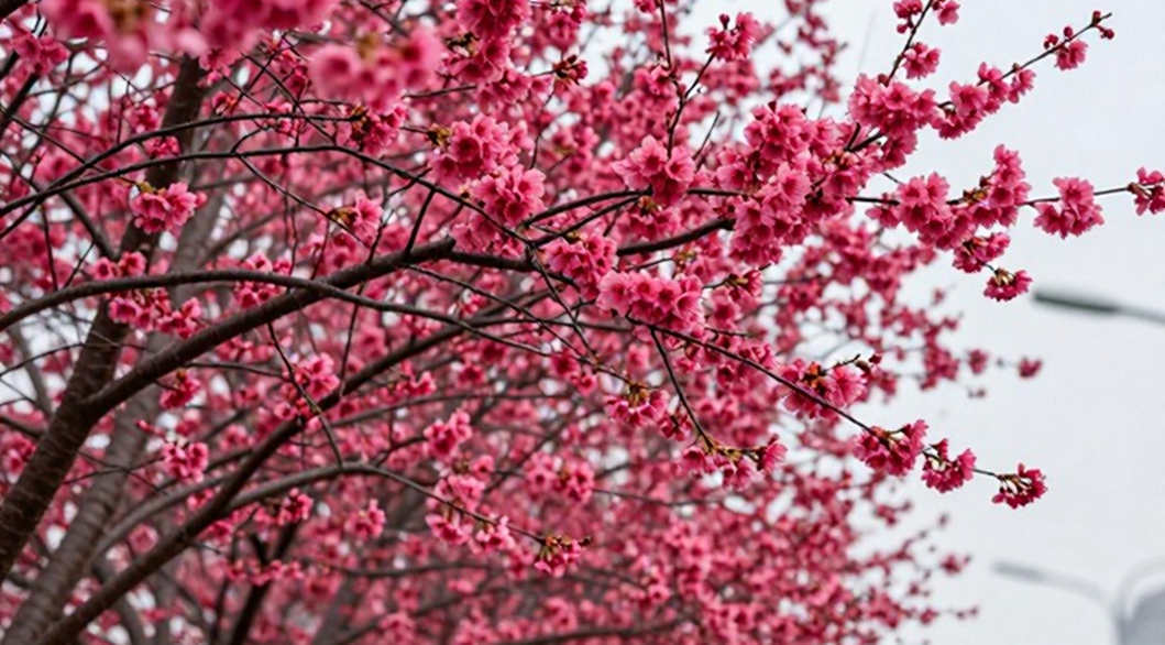 Khán đài trống và sự thật về những nhà vô địch sống nhờ tiếng hò reo